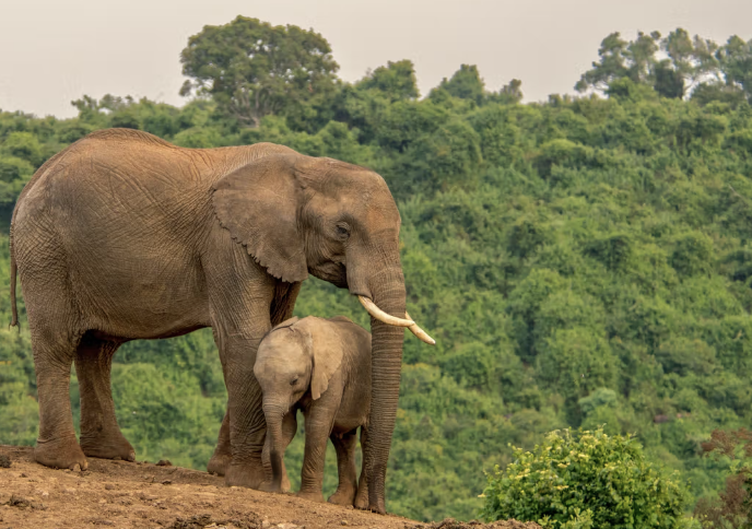 Africa & Indian Ocean