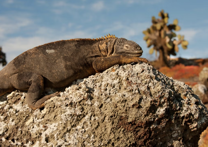 Galápagos Islands